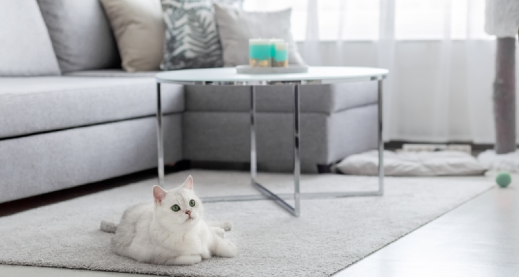 pets in rental properties law uk 2025