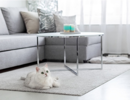 What Are the Rules About Pets in Rental Properties for East London Landlords?